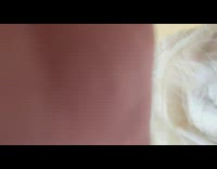 Labrador dog bites brings white box over