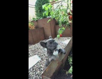 French bulldog puppy tries to bite tomato