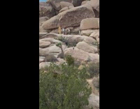 Group dance rock joshua tree national park