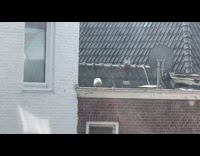 Seagull Brings Food For Fledgling on Roof