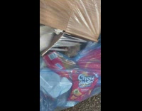 Rat inside of a large clear plastic trash bag 
