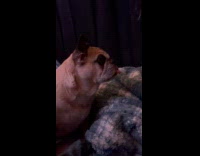 Dog tongue sticks out snack package heard