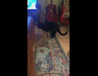 Brown and black cat fight on floor