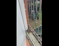 Man saw bird on the nest outside the door at day 