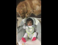 Red Labrador Pushes Baby Back and Forth In White Crib