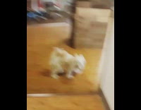 White Dog Jumps Up And Down and Chases Tail