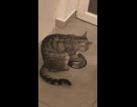 Pet cat scratches the stainless empty bowl for food