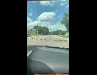 Flock of geese crossing the road