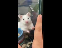 Collab BitchMP - Girl holds hand up to white rat in cage 