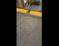 Collab WINY - Pigeon slowly enters train then shoo away with shoes