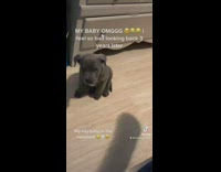 Woman yells at barking puppy and it sits there quiet sad