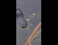 Guy fishing caught alligator in water bait