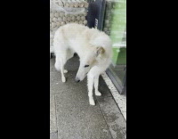 Dog with long snout outside grocery store