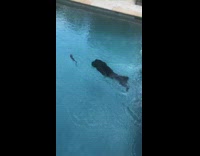 Black dog chases and catches rat in pool