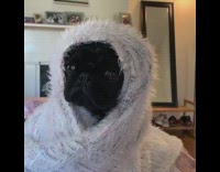 Black pug dog softly barks grey blanket