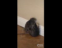 Black black rats on floor next to wall fighting 
