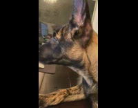 Puppy sitting on lap watches training video 