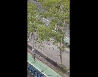 A man catches pigeons in large plastic bag