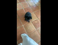 Black pug dog staring at camera