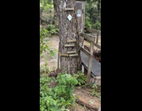 Woman shows tree different heights from flood
