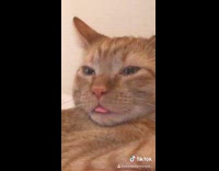 Cat on shoulder tongue out 