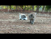 Collab PLC - Persian kitten walk on yard slow motion