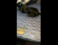 Black dog rub sides on blue mattress