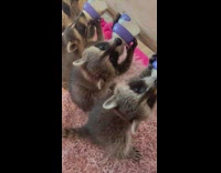 Four baby raccoons drink milk bottles