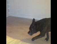 Black dog walks into room hardwood slowly