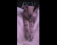 Brown cat sleeps white blanket colorful lights