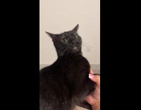 Collab Clips MPUGC - Woman sings mother knows best to cat 