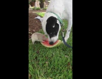 Dog and mouse eat watermelon together