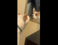 Pet dog barks at its own reflection in the mirror