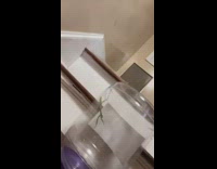 Guy wants to keep mantis as a pet 