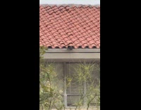 Submitter shows crow searches under roof rafter