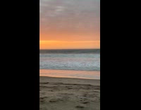 Collab PubityPets - Dog sit on beach stare at sunset