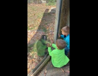 Monkey scares two kids behind the glass