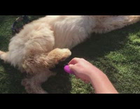 White Dog Gets Stomach Pink Combed Can't Stop Kicking Foot