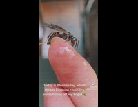 Guy feed wasp with honey on finger