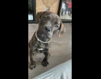 Brown brindle puppy dog white collar whines 