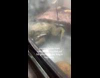 Woman sees dads pet frog in her room 