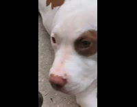 Brown white dog lays down flat ground 