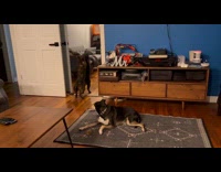 Cat fighting own reflection on mirror 