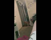 Cat grabs balloon string 