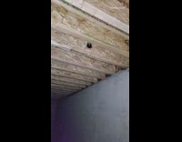 Guy traps releases brown bird red cup