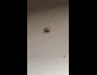Insect on floor spin upside down fast