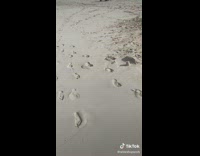 Collab BitchMP - Foot prints in the sand friend amy 