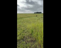 Dog running on a field