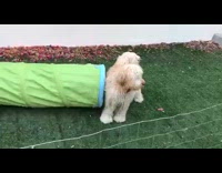 Dog runs through green toy tunnel