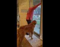 Golden retriever is grandmas favorite grandchild